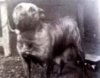 BARDE (1972)