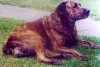 GARA (1975)