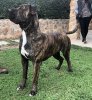ODIN