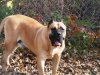 ACHILLES DE FENCING DOGS
