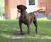 DAKOTA DE CENTURIONES DE BERTI