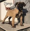 DJANGO DE TIERRA GRANCAN