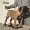 DRAKA DE TIERRA GRANCAN