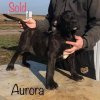 CHILLI CON CANARIO AURORA