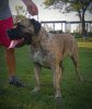 BOSS BULL CANARIO TYA