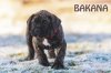WEIHBULL'S BAKANA