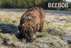 WEIHBULL'S BEEBOB