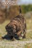 WEIHBULL'S BLOONA