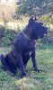 ARVA HERMOSO PERRO DE ZUMIS