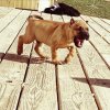 ONLY THE FAMILY KENNELS ROCKY