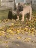 ONLY THE FAMILY KENNELS CASHDOLL