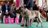 CASTOR DOGMAS
