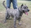 DOXY TAJEMNICA MISTRZA (ELLY IMPORTED BY DE LA ARENA))