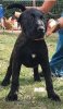 CARLOS ANTONBULL