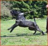 TINGUARO DE IRON BULL