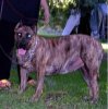 PRESA KINGDOM QUEEN NALA OF PICTURE PERFECT