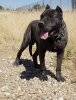 ULISES DE KING ZULU