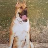 THOR I DE KING ZULU