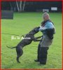 YETTE DE LA ARENA