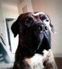 INZO DE LA HUELLA DEL PRESA CANARIO