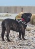 PEETA DE LA HUELLA DEL PRESA CANARIO