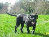 HOURO DE LA HUELLA DEL PRESA CANARIO (HOMER)