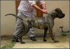 ITAC DE LA HUELLA DEL PRESA CANARIO