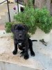 REVEN DE LA HUELLA DEL PRESA CANARIO