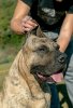 ARKO ANTIVARI BULL