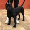 BRISA DE IREMA CURTO