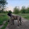 WYKA DE IREMA CURTO