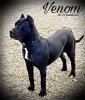 VENOM DE PRESAHOLIC