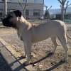 INDIA DE KING ZULU