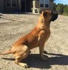 BRANDO BASTION DE BENESKA