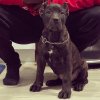 ONLY THE FAMILY KENNELS SATURN