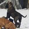 ONLY THE FAMILY KENNELS NENO