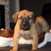 ONLY THE FAMILY KENNELS SHIESTY