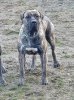 DIAMAN PERRO LOCO DE HIERRO