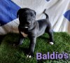 BIMBA DE BALDIO'S
