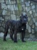 GRANT SABURO KENNEL