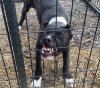 ISIS DE SEVERN KENNELS