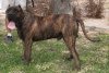 BOCK DE RANCHO DEL PRESA