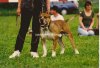 TERROR (ORIGINAL TROYA)
