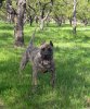 ELITA PERRO LOCO DE HIERRO