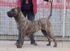 ELIS PERRO LOCO DE HIERRO
