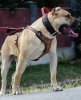 ARMY OF ONE TRANSYLVANIAN LEGACY CANARIO