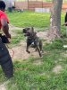 EL AZUL DE EL MIKE KENNEL