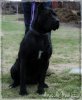 ARYS DE MANGO BULL (NATASHA)