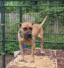 CHAMBERS K9'S NENA