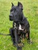 BLACK MAMBA PRESA DE GUERRA KENNEL